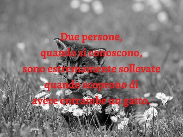 Due persone, quando si conoscono, sono estremamente sollevate quando scoprono di avere entrambe un gatto.