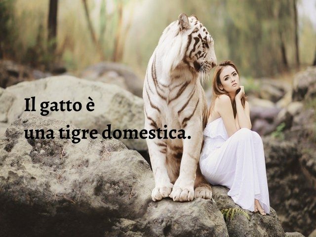 Il gatto è una tigre domestica.