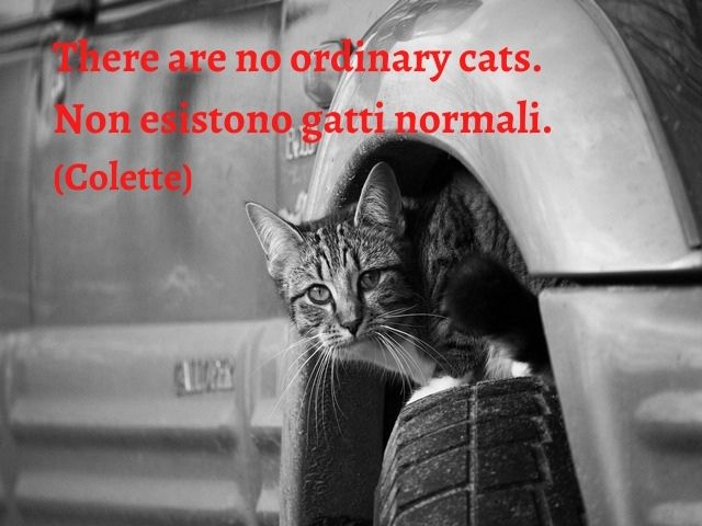 There are no ordinary cats.Non esistono gatti normali.(Colette)