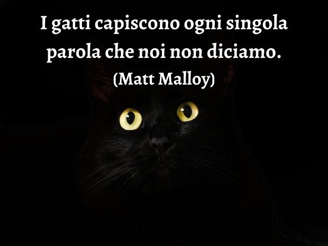 I gatti capiscono ogni singola parola che noi non diciamo.(Matt Malloy)