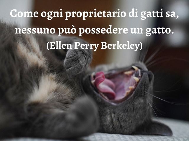 Come ogni proprietario di gatti sa, nessuno può possedere un gatto.(Ellen Perry Berkeley)