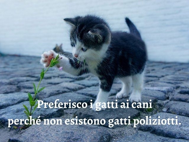 Preferisco i gatti ai cani perché non esistono gatti poliziotti.