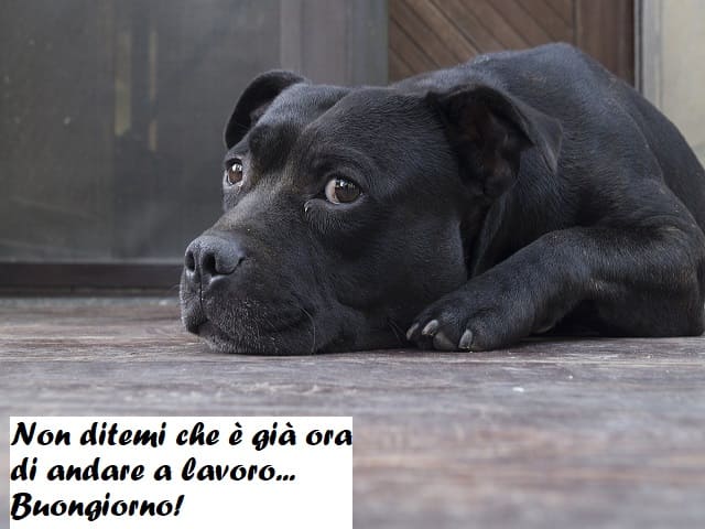 Non ditemi che è già ora di andare a lavoro... Buongiorno!