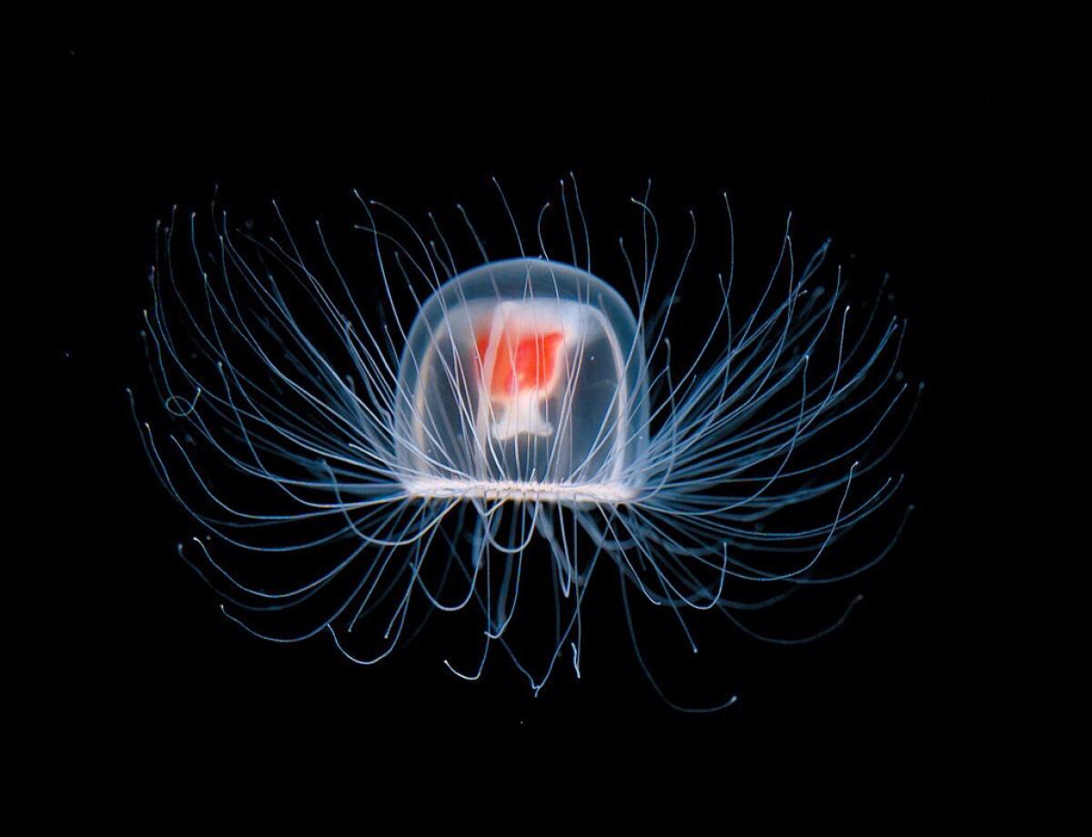 La medusa immortale: l'unica specie al mondo in grado di ringiovanire - Credits: No No via Flickr