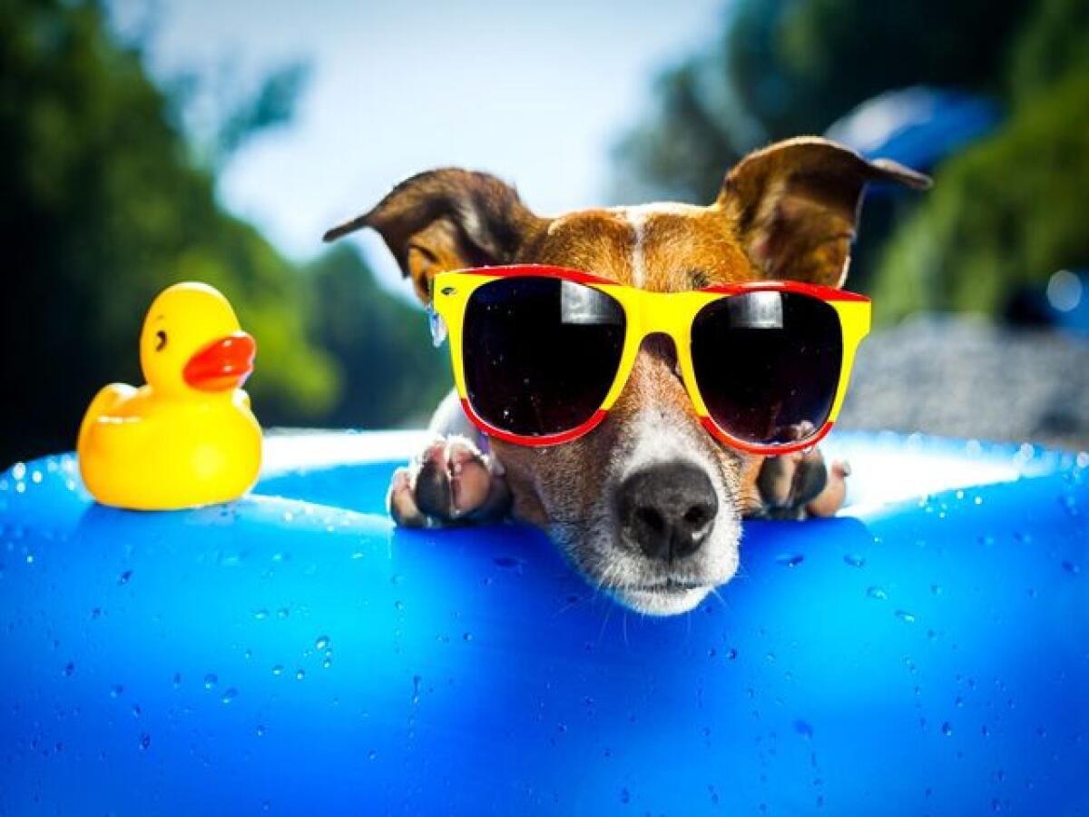 Frasi e immagini divertenti sul caldo: 140 pensieri per affrontare il caldo estivo - 
