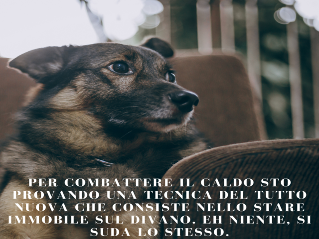 Per combattere il caldo sto provando ad usare una tecnica del tutto nuova che consiste nello stare immobile sul divano. Eh niente, si suda lo stesso.