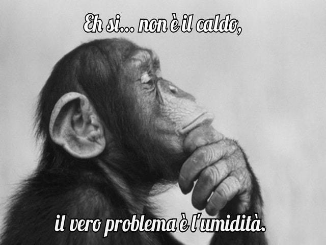 Eh si... non è il caldo, il vero problema è l'umidità.