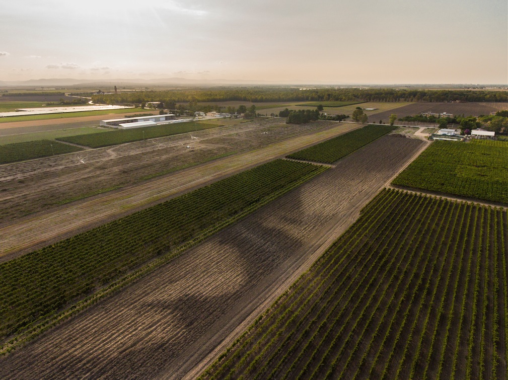 vigneti Borgo Turrito
