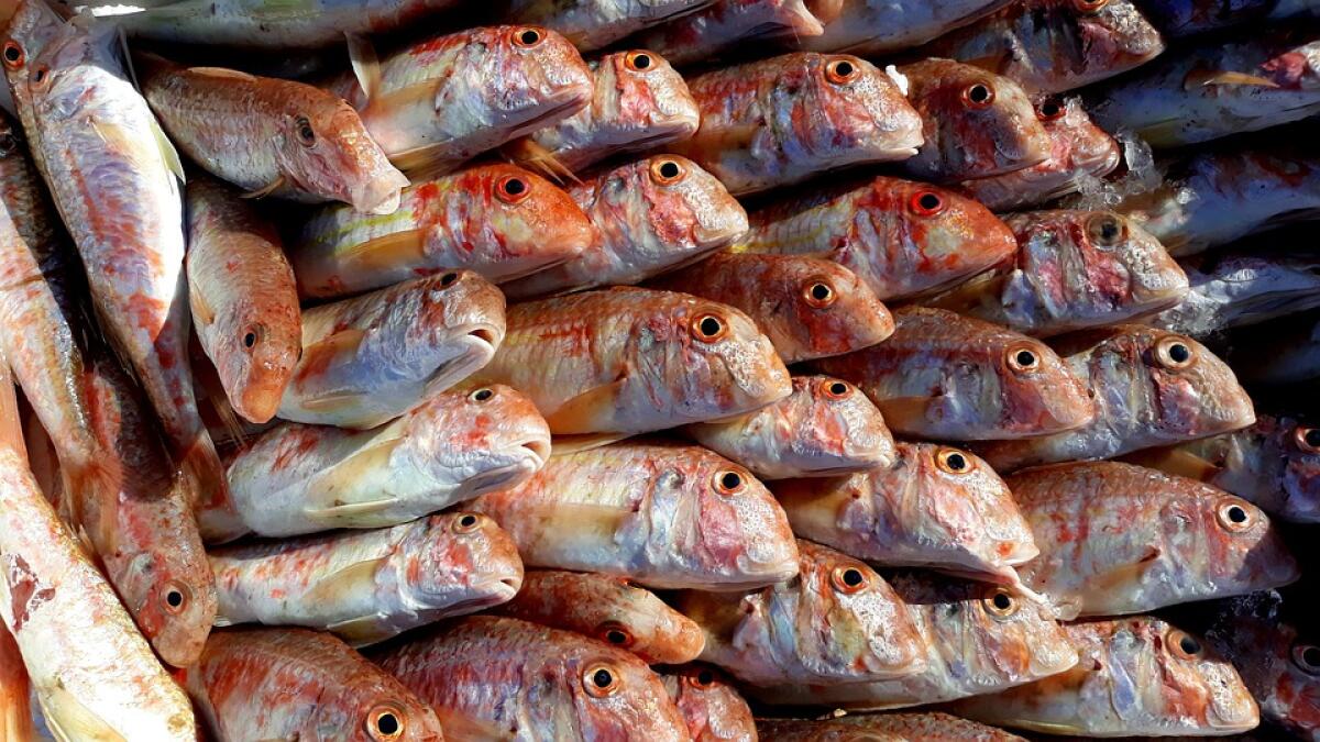 Incredibile. "10 volte la traversata della Puglia (a/r) in 4 anni" - Pesci, Pescatore, Pesca, Mercato, Scatola, Animali - wurliburli