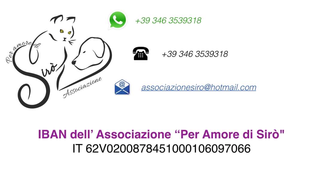 Rosa: "I gatti? Trasformano il ritorno in una casa vuota nel ritorno a casa"