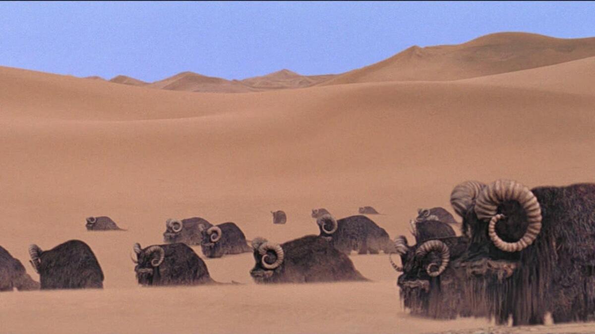Il Bantha: tutte le curiosità sulla “nave del deserto” di Tatooine - Branchi di Bantha nel deserto di Tatooine