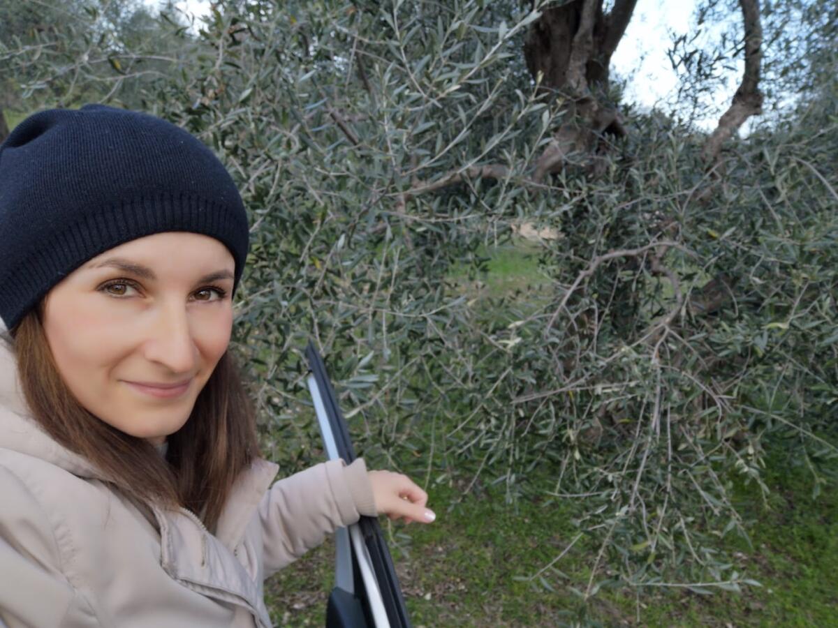 Mariangela Abbatantuono: "Ecco l'extravergine d'oliva, 100% made in Italy" - StatoDonna.it, 14 gennaio 2022. Ritornare a piantare olivi seguendo modelli culturali adatti alle specificità del territorio. Per l’azienda agricola Abbatantuono è il valore della tradizione di famiglia che fa la differenza nel loro successo, che con
