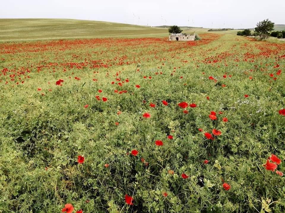Masserie Santagatesi lancia l’allarme: “Tutto più caro, l’agricoltura muore”