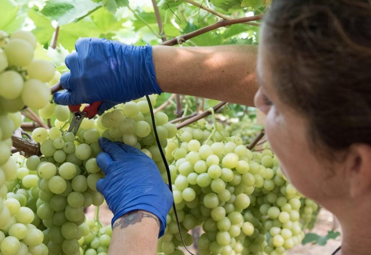 Ricatti, molestie sessuali e paghe da fame, le braccianti agricole al sud - Braccianti Puglia. Foto: ActionAid
