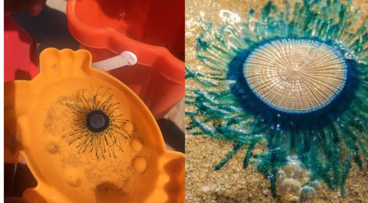 Il “bottone blu” arrivato dagli oceani sempre più presente sulle coste garganiche - Porpita porpita