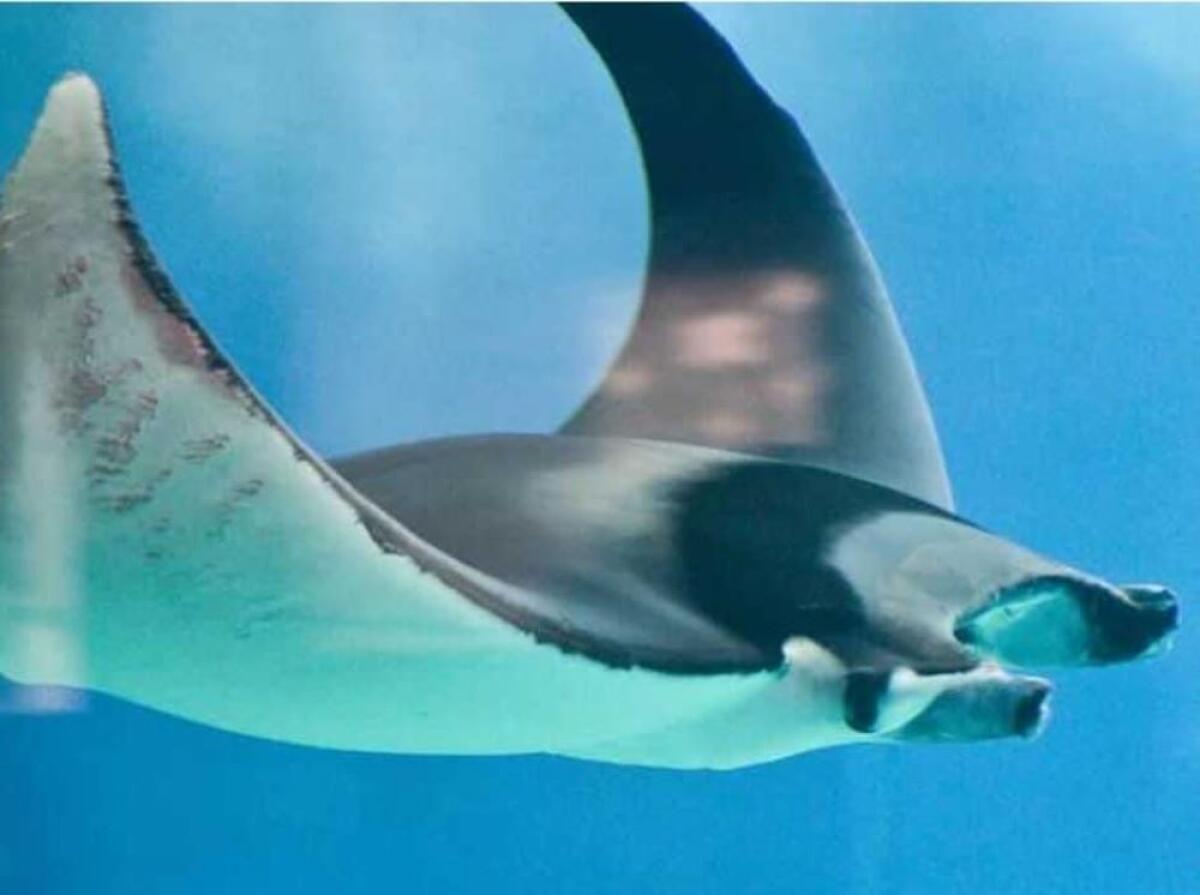 Eccezionale presenza nelle acque di Rodi, avvistato il “diavolo di mare” - 