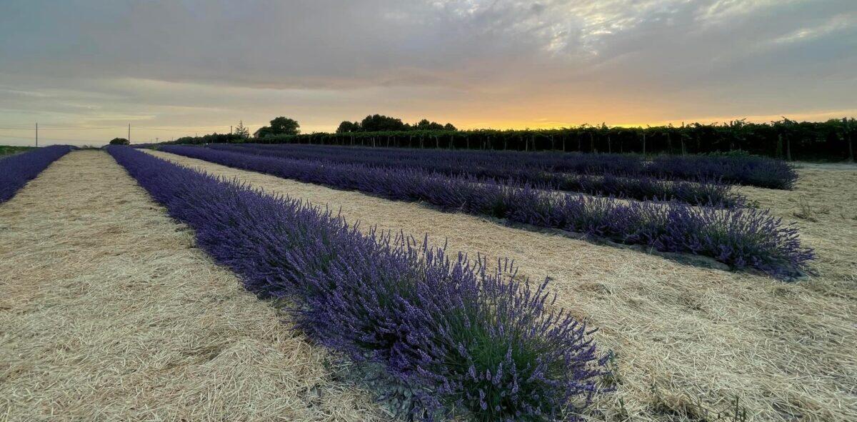 Musica nei campi di lavanda e girasoli, la buona semina di Cascina Savino - 