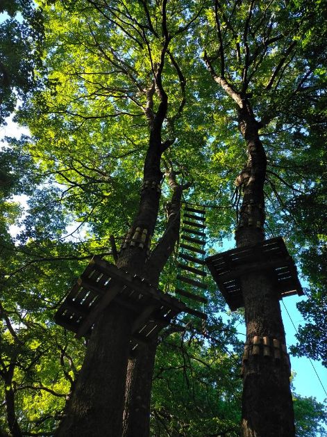 Pietramontecorvino, arrampicate su tronchi secolari per il nuovo Parco Avventura