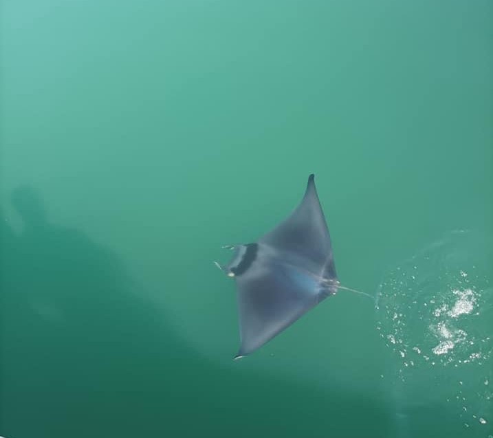 Eccezionale presenza nelle acque di Rodi, avvistato il “diavolo di mare”