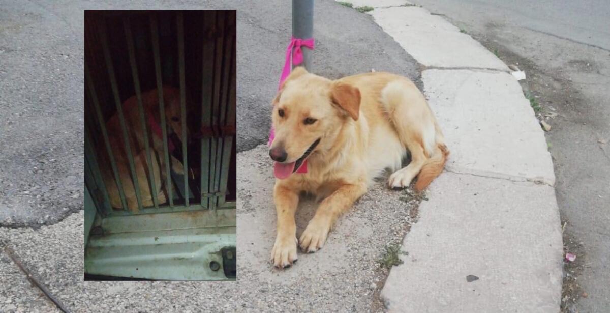 Foggia. Cane abbandonato a un palo, il padrone non è più tornato. Appello Enpa - Foto Enpa S. Severo
