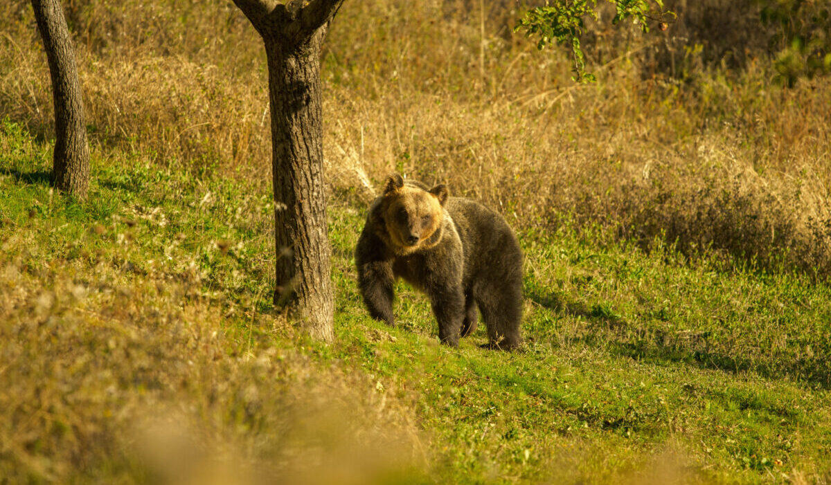 Orso si aggira fra le tende, gli scout spaventati chiamano i carabinieri - 