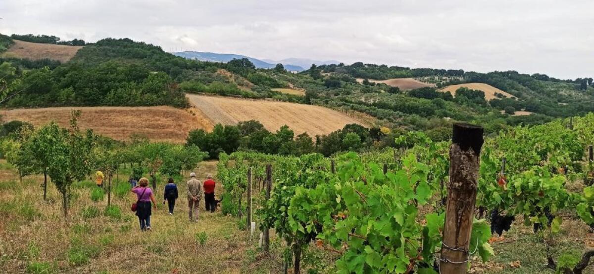 Festa dell’autunno a Orsara, aperitivi in vigna, musica e turismo lento - 