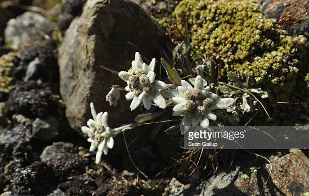 In montagna con Ercole a scoprire stelle alpine e a cantar d'amor