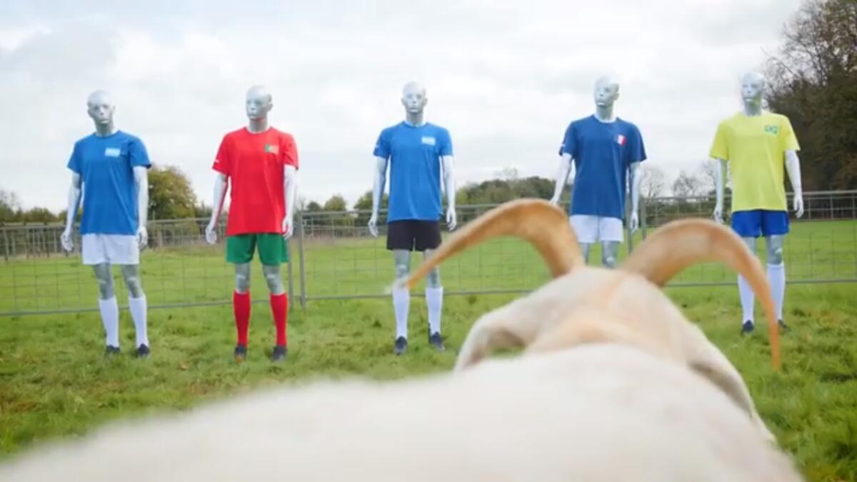 Mondiali Qatar 2022, le capre scelgono il GOAT! - GOAT, crediti: blog.betway.it