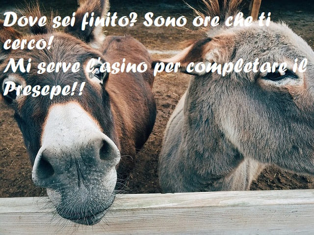 Dove sei finito? Sono ore che ti cerco! Mi serve l’asino per completare il Presepe!