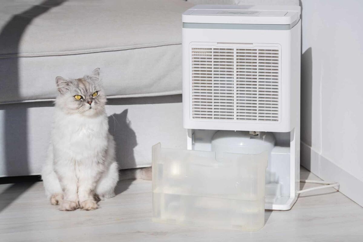 Deumidificatore: migliori prodotti da acquistare per Natale - Cat sitting at home near air dehumidifier, humidity indicator or water container. Fresh dry air. High quality photo