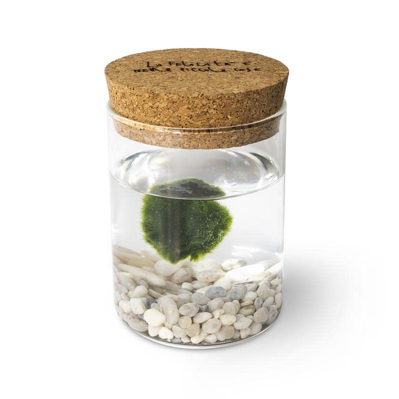 Kaki Marimo Original con tappo in sughero
