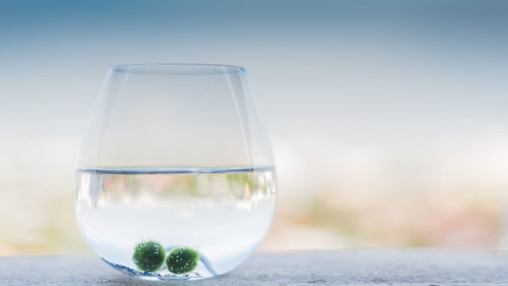 My marimo take photo at my room bangkok ,thailand but i bought them from fuji mountain ,japan