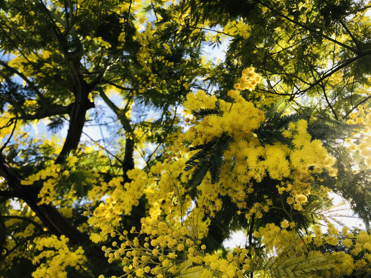 Mimose in Puglia già pronte per raccolta, scherzi della finta primavera - 