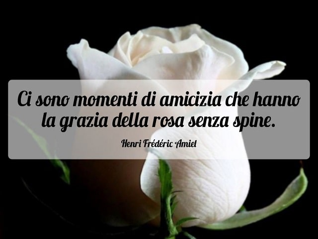 Ci sono momenti di amicizia che hanno la grazia della rosa senza spine.(Henri Frédéric Amiel)