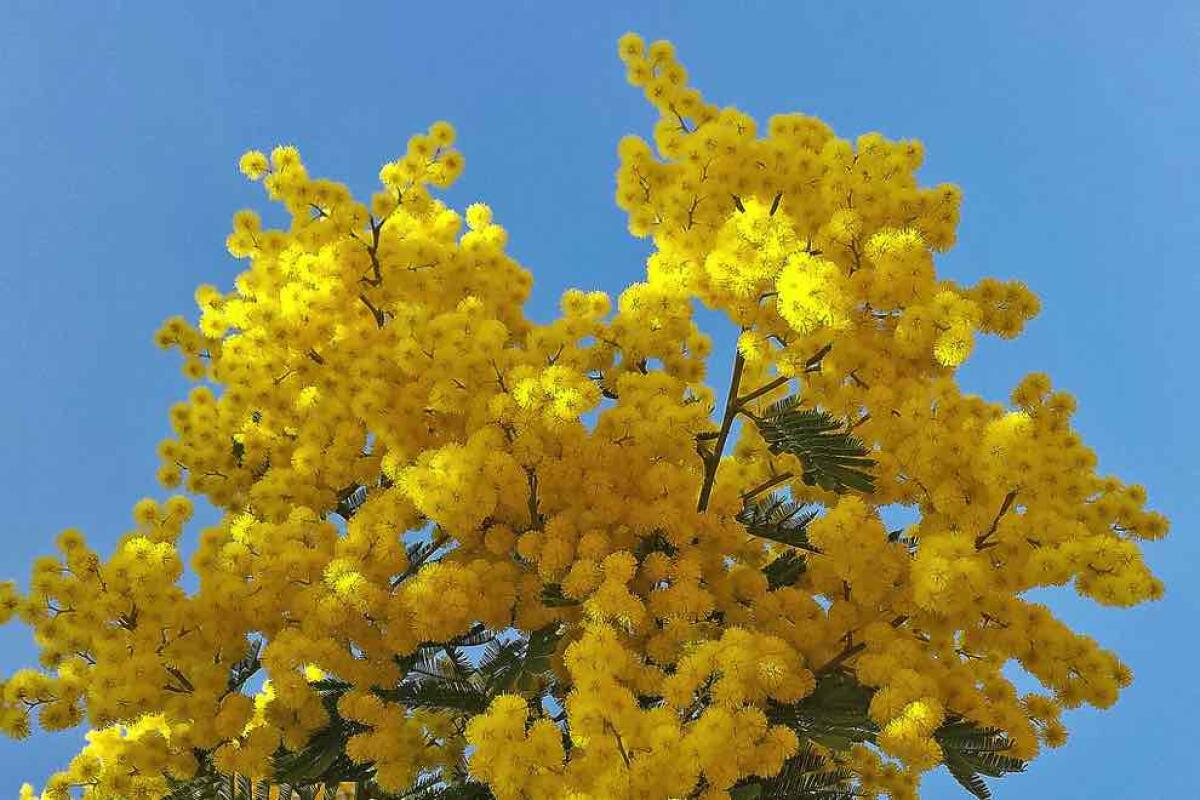 Festa della donna: 152 frasi e immagini da dedicare l'8 marzo - 