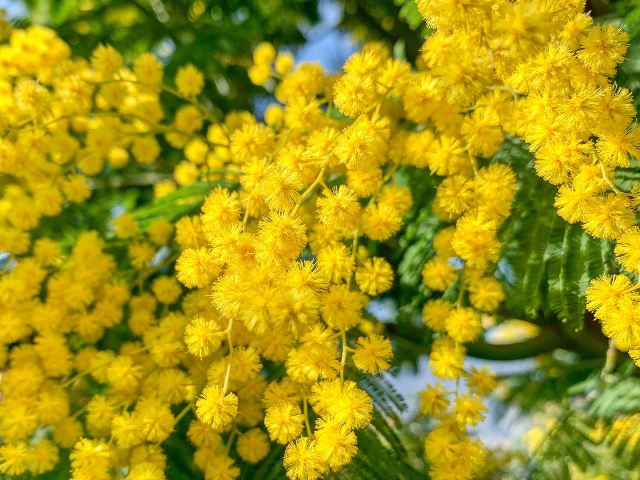 auguri festa della donna