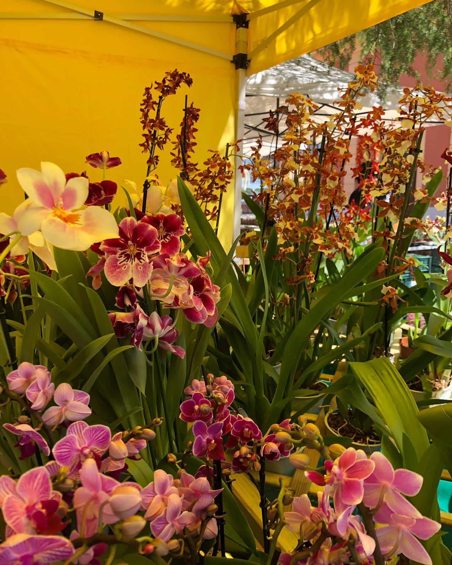 Foggia capitale di fiori e piante con “Rose, orti e giardini” 3 edizione