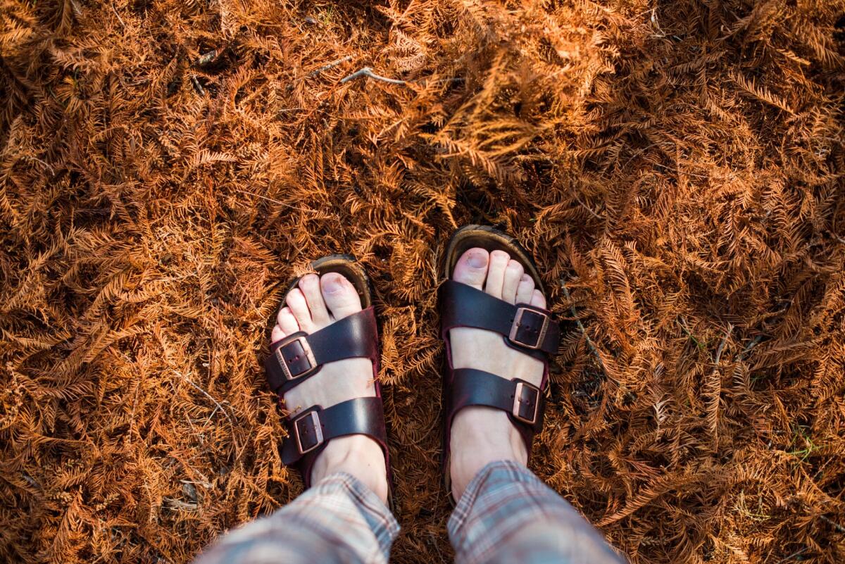 Sandali Birkenstock: ecco i saldi di Amazon sulle famose scarpe - German brand Birkenstock sandals shot against fall leaf's