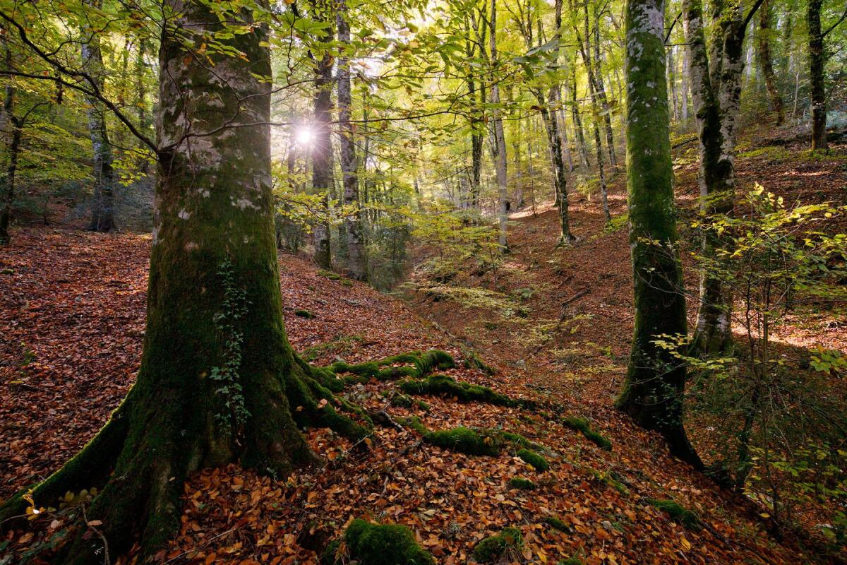 La meraviglia del foliage autunnale in Capitanata - 
