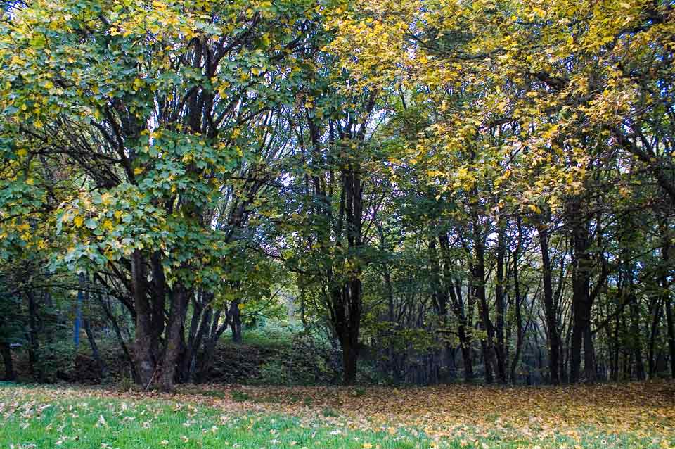 Bosco di Faeto