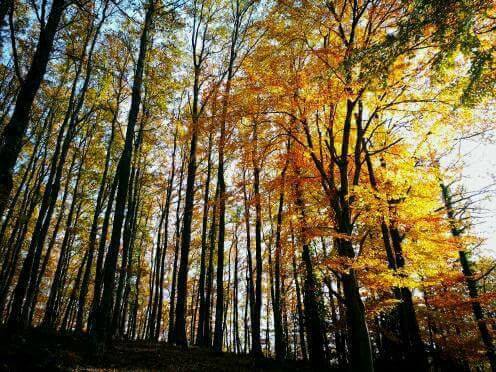 Foresta Umbra
