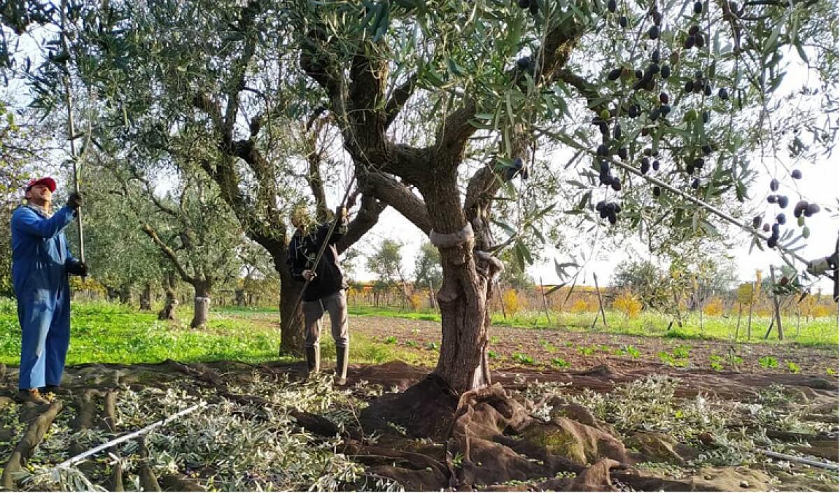 "Storie di sapori": il pacco di Natale che parla di terra, giustizia, inclusione - Fonte image
Esperienze CON IL SUD