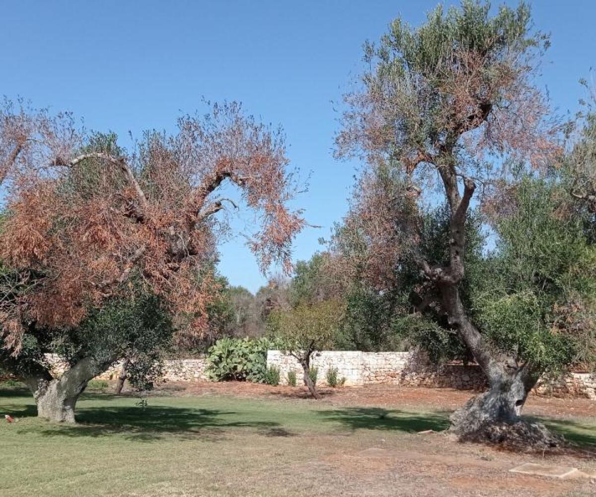Xylella, ritrovati 6 alberi di mandorlo infetti in agro di Triggiano - PH GAZZETTA DEL MEZZOGIORNO