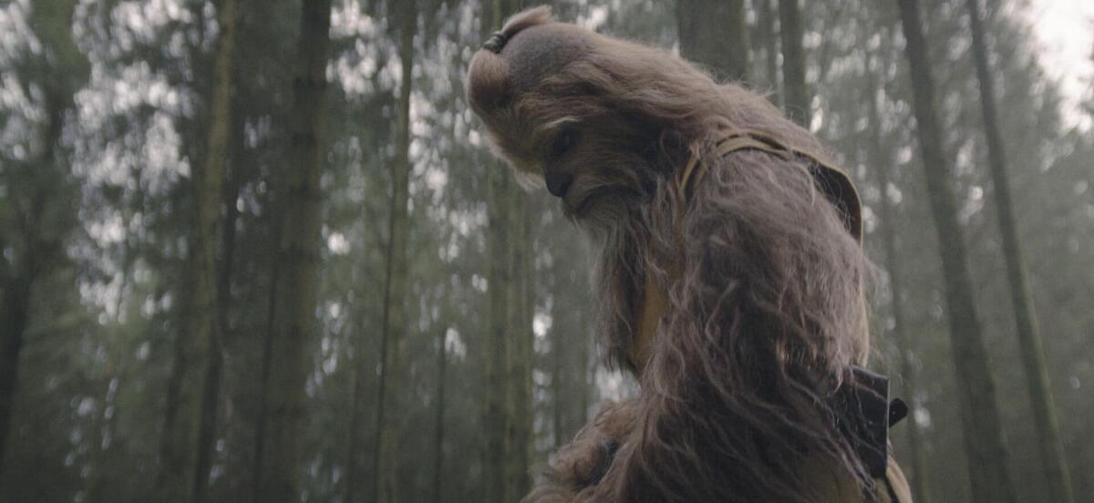 The Acolyte: il trailer della serie ha già infranto il record di visualizzazioni! I dati - Il jedi wookiee Kelnacca