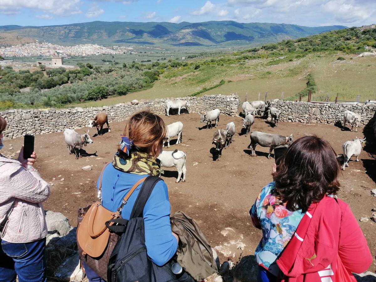 Gargano. In ricordo di Antonio Facenna. Alla masseria didattica torna la festa della Transumanza - Gargano. In ricordo di Antonio Facenna. Alla masseria didattica torna la festa della Transumanza