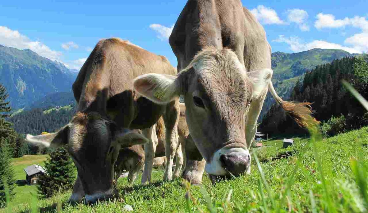 Latte di mucca: perché lo beviamo? - Mucche al pascolo (Pixabay foto) - www.notiziesecche.it