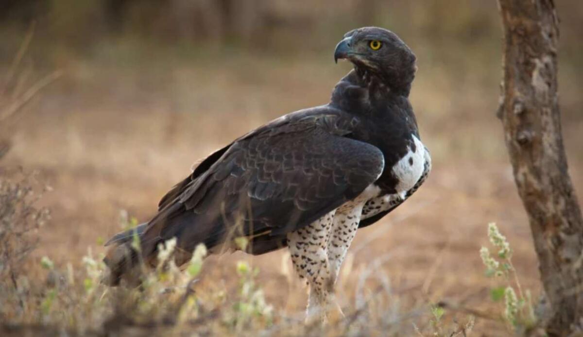 Kenya: le aquile marziali danno la caccia anche ai cuccioli di leone - Un'aquila marziale (animalia.bio FOTO) - www.notiziesecche.it