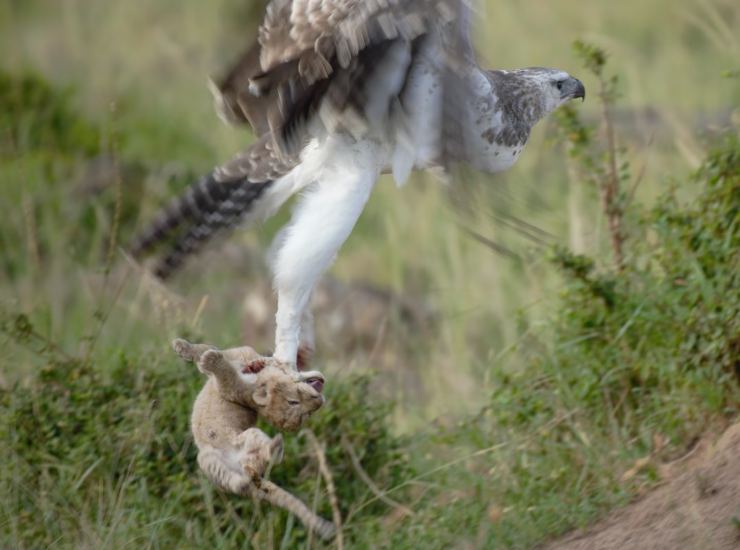 Un'aquila marziale mentre preda un cucciolo di leone (Jes Lefcourt FOTO) - www.notiziesecche.it