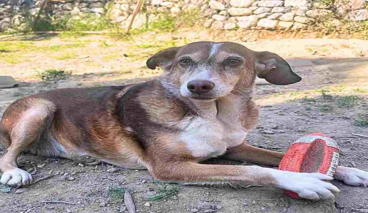 "A Natale diventa famiglia per gli animali anziani e malati dei rifugi LNDC" - "A Natale diventa famiglia per gli animali anziani e malati dei rifugi LNDC"