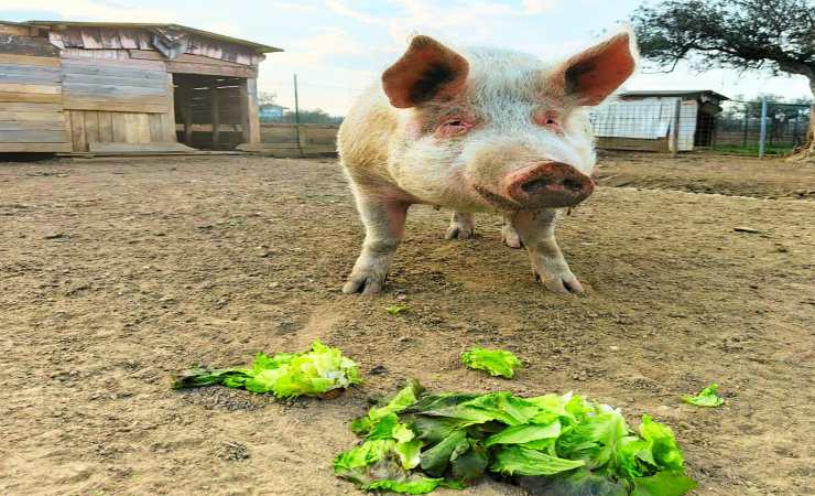 "A Natale diventa famiglia per gli animali anziani e malati dei rifugi LNDC"